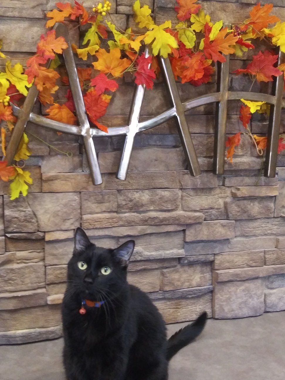 Wiggles celebrating fall