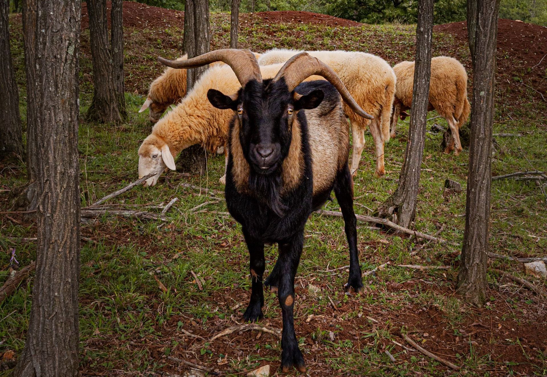 sheep and goats in a forest