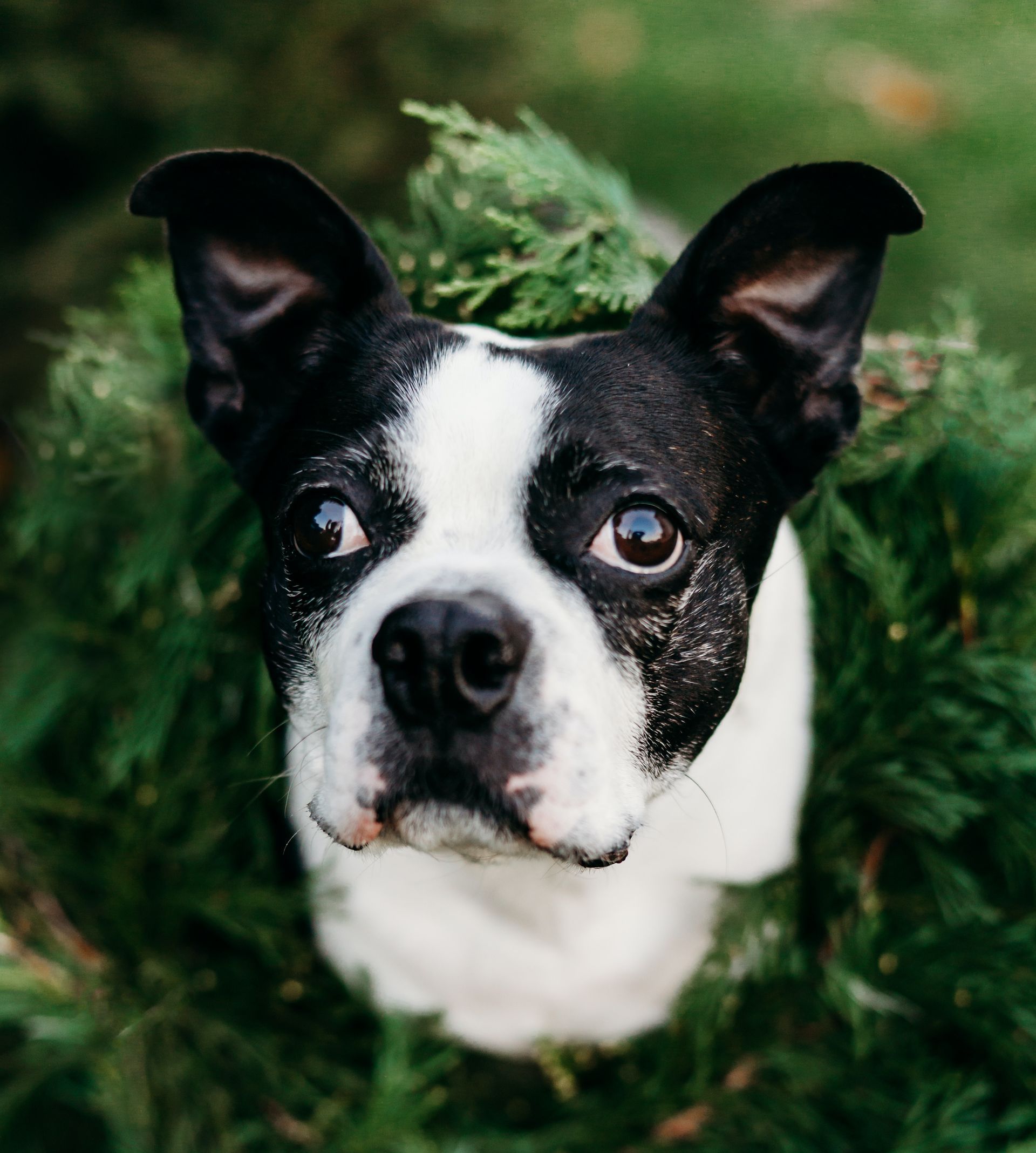 senior boston terrier