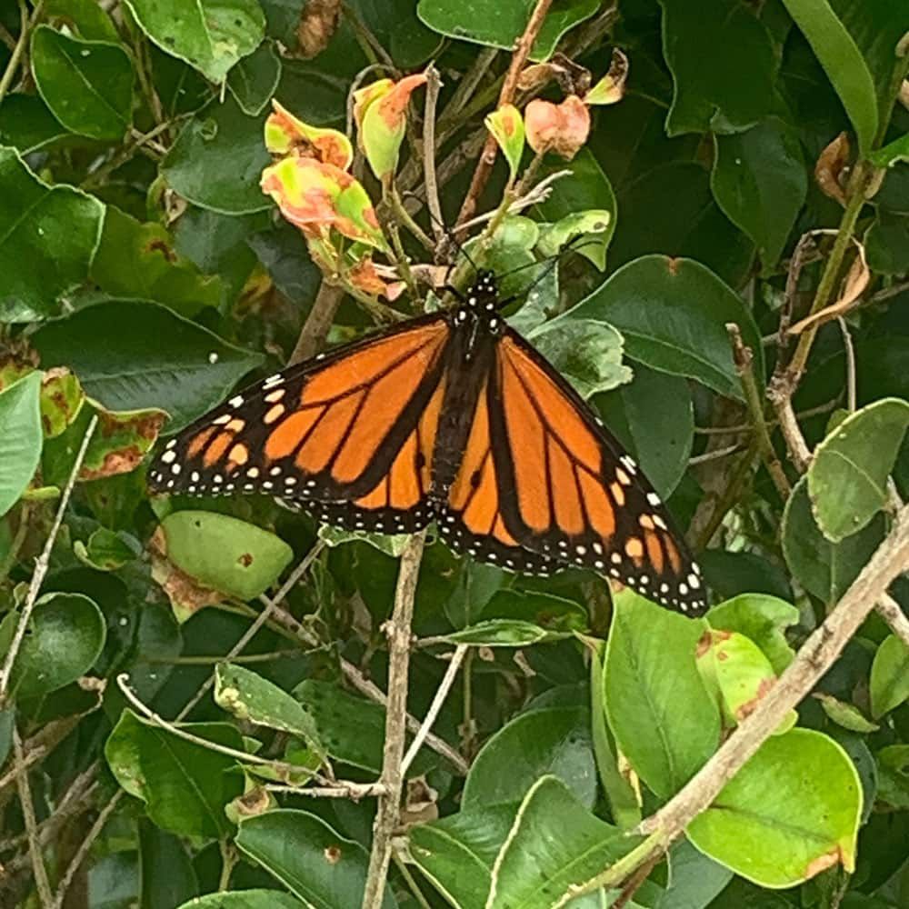 A Monarch Butterfly Is Perched On A Tree Branch  — My Energetic Craft In Morisset, NSW 