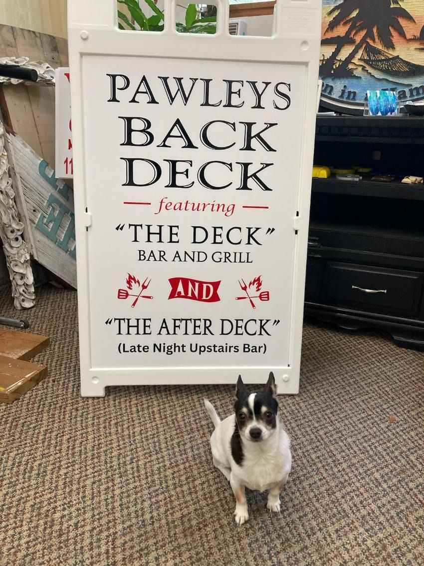 Small black-and-white dog in front of a Pawleys Back Deck sign on a porch.