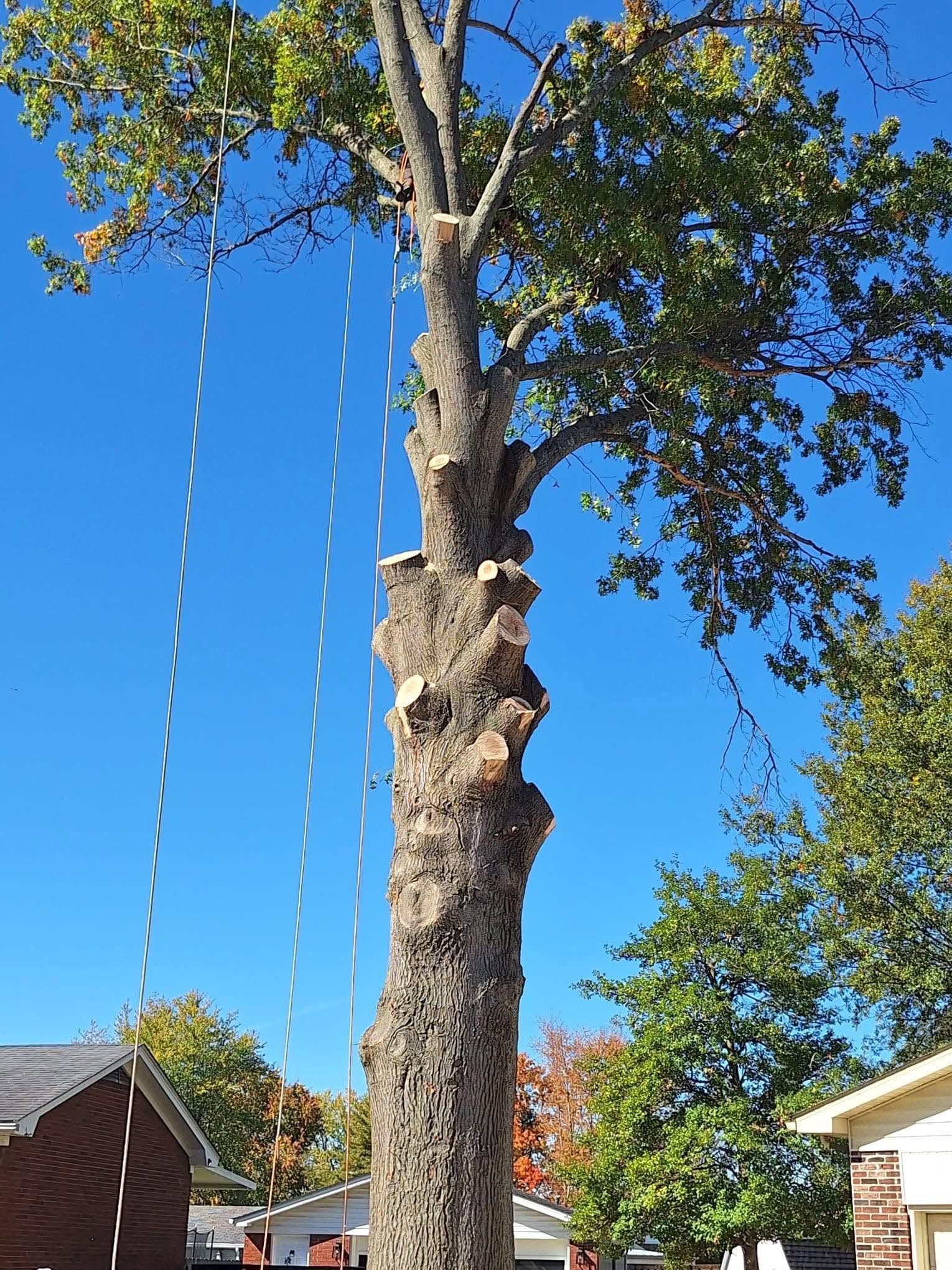 Tall tree trunk with climbing ropes in a suburban yard under a clear blue sky