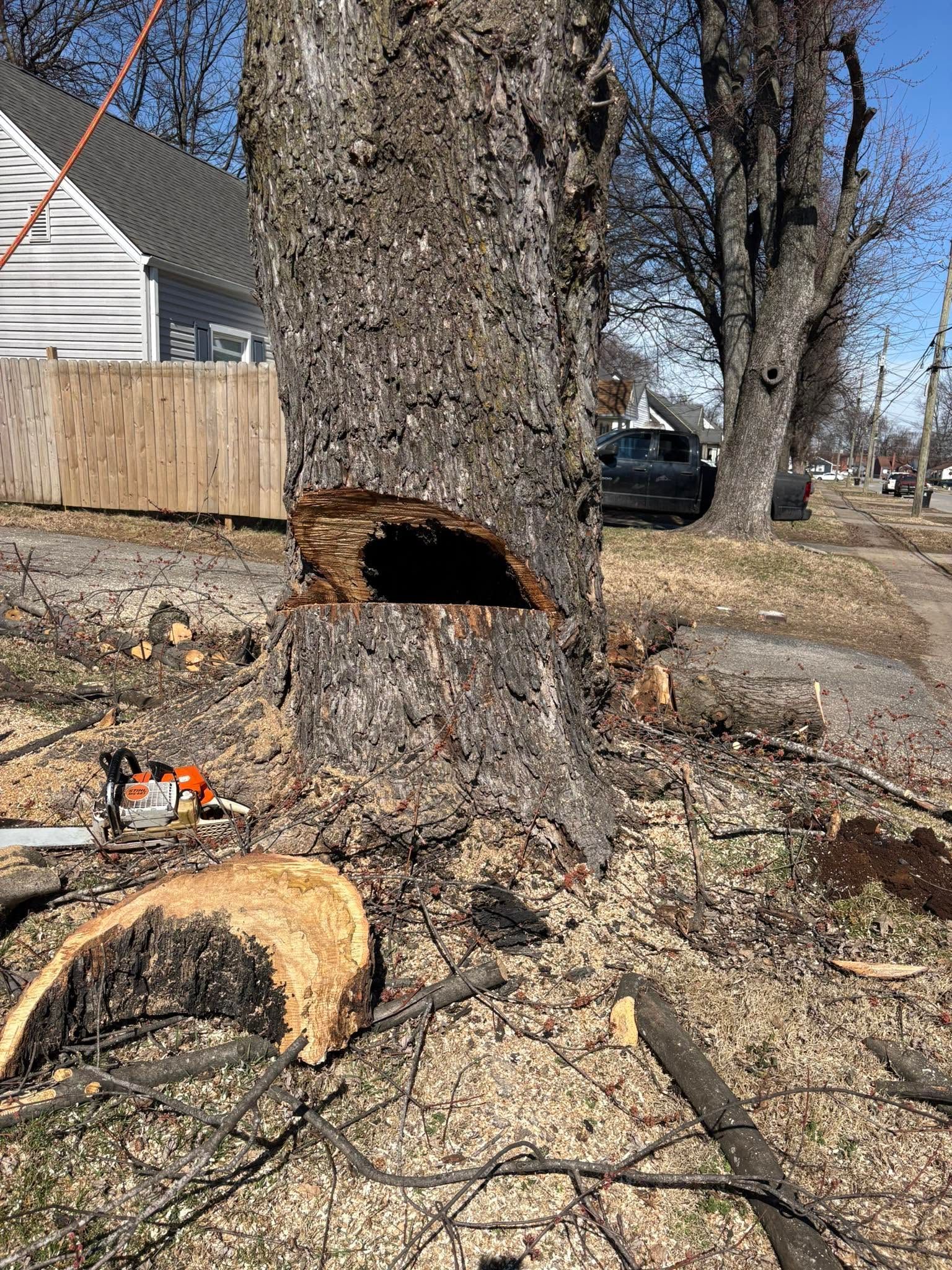 A tree trunk with a large hollow, a cut log in front, and a fenced yard with a house in the background.