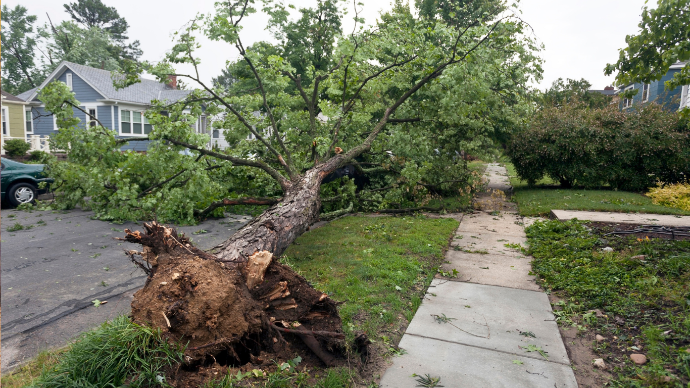 Uprooted fallen tree blocks a suburban sidewalk and driveway after storm damage