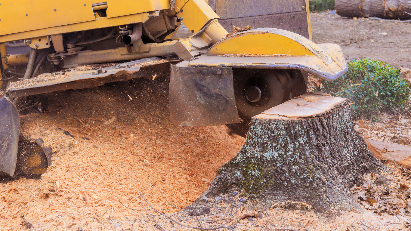 Yellow stump grinder cutting a tree stump, spraying wood chips on the ground