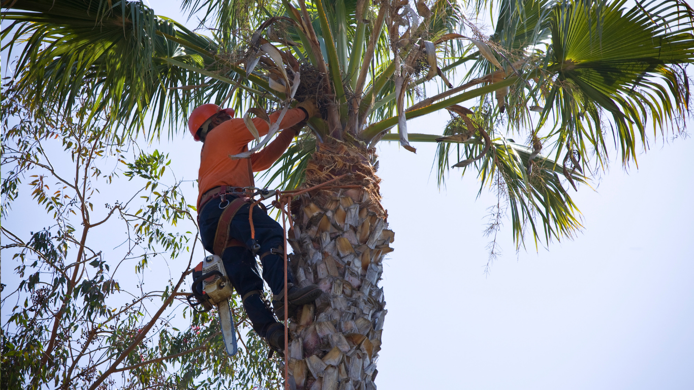 Worker climbing a palm tree with ropes, trimming fronds near the trunk.