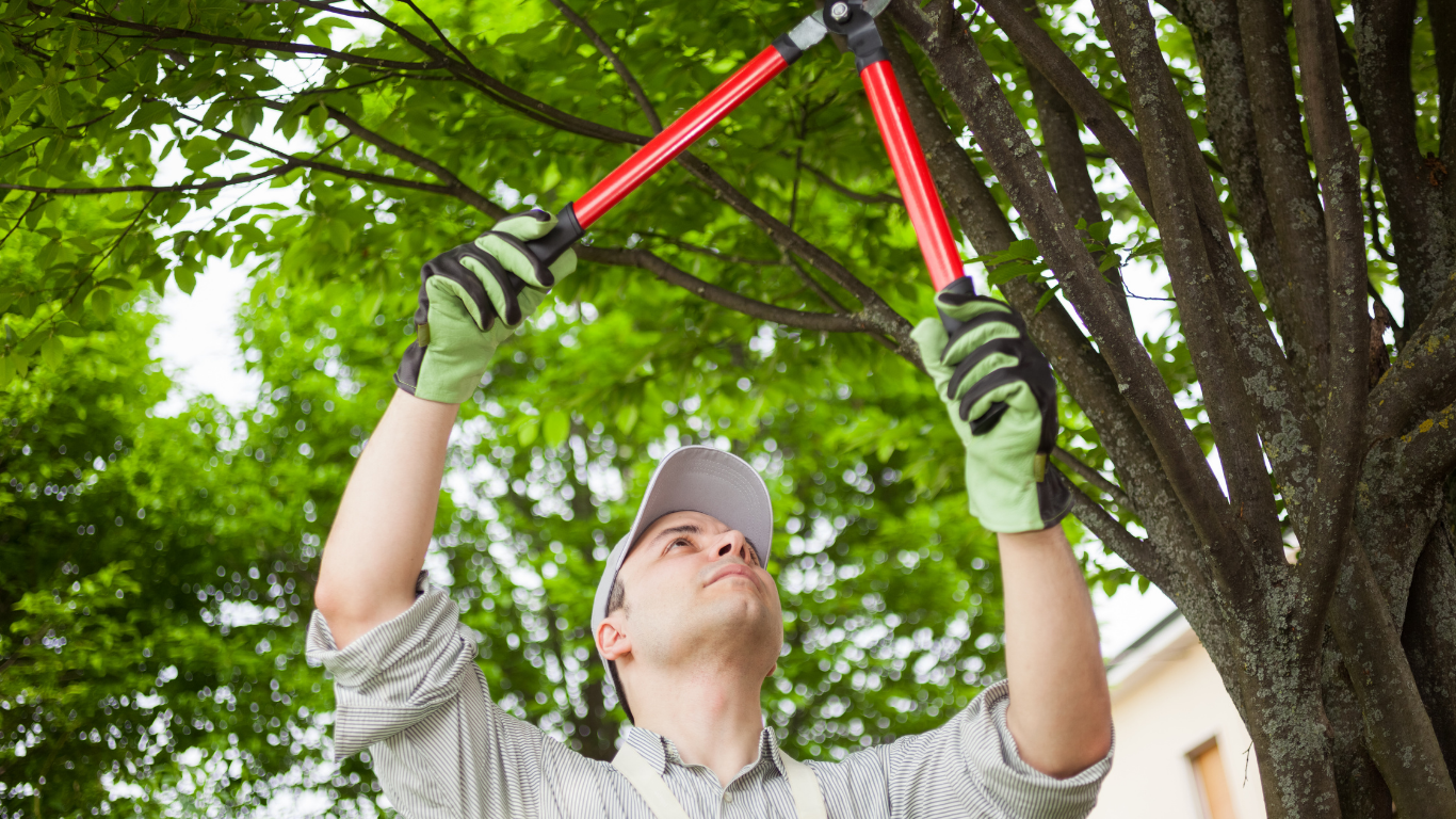 Person trimming tree branches with red loppers while standing under a leafy tree