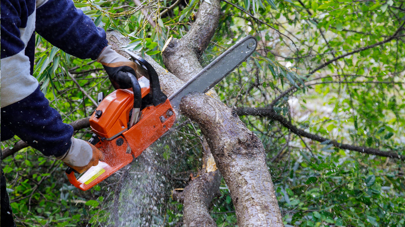 Person using an orange chainsaw to cut a tree branch outdoors