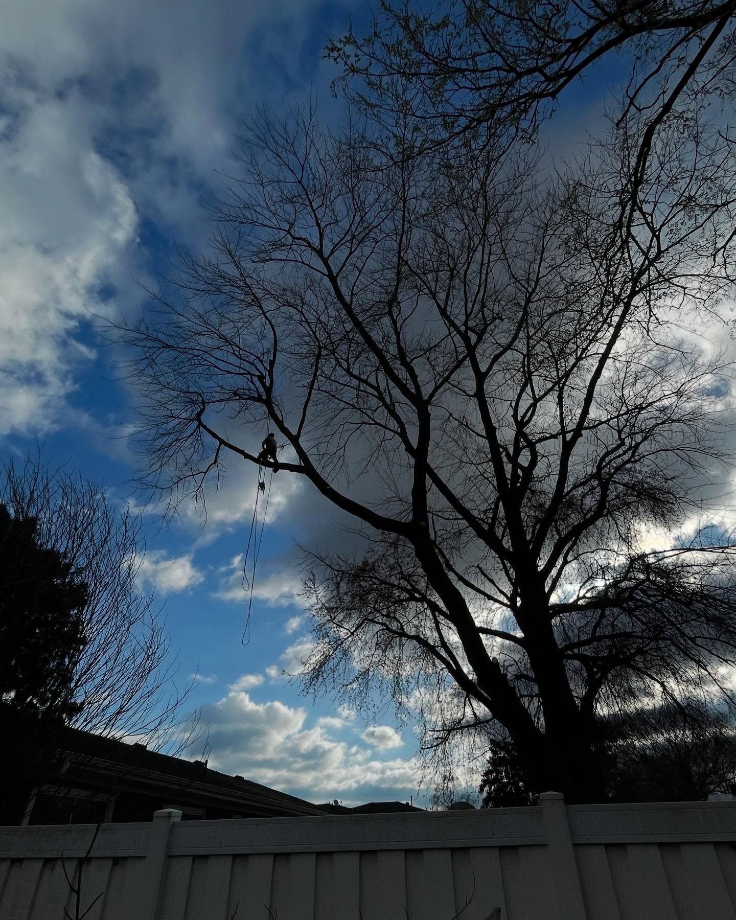 Bare trees silhouetted against a blue sky with scattered clouds above a white fence