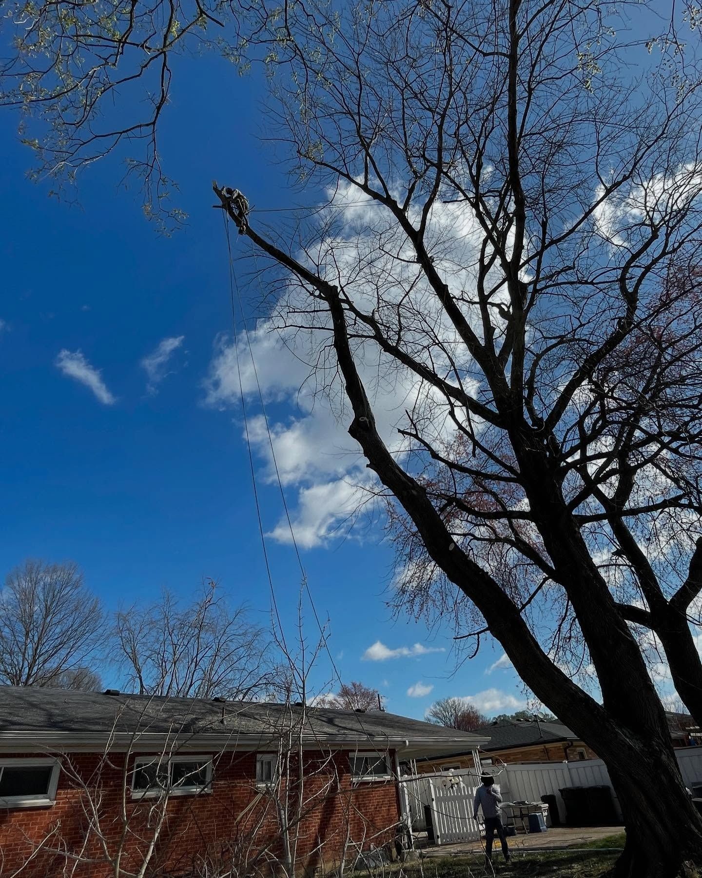 Leafless tree against a bright blue sky over a house and yard