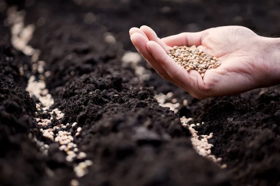 Spargere a mano i semi su un terreno scuro in un'aiuola