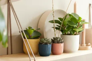Assortimento di piante da interno in vaso su una mensola di legno, tra cui succulente verdi e piante a foglia in vasi 