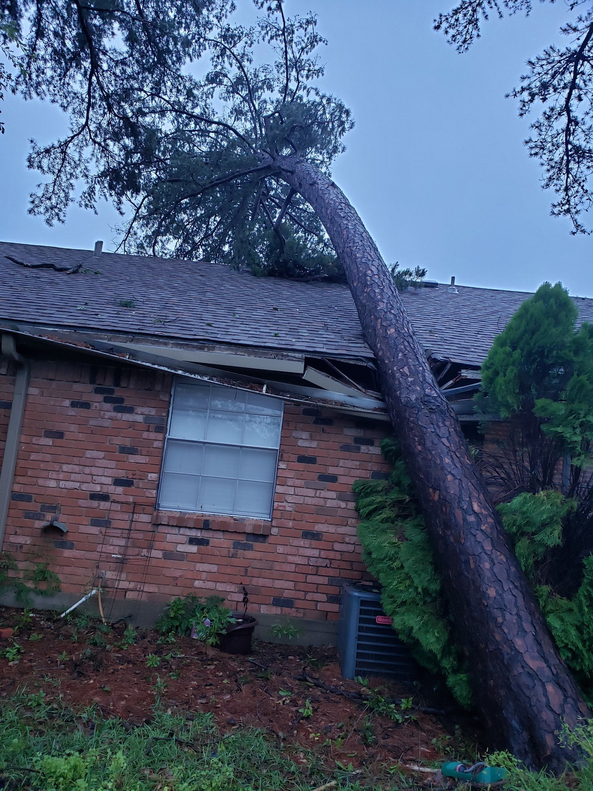 A large pine tree has fallen onto the shingled roof of a brick house, causing visible structural damage.