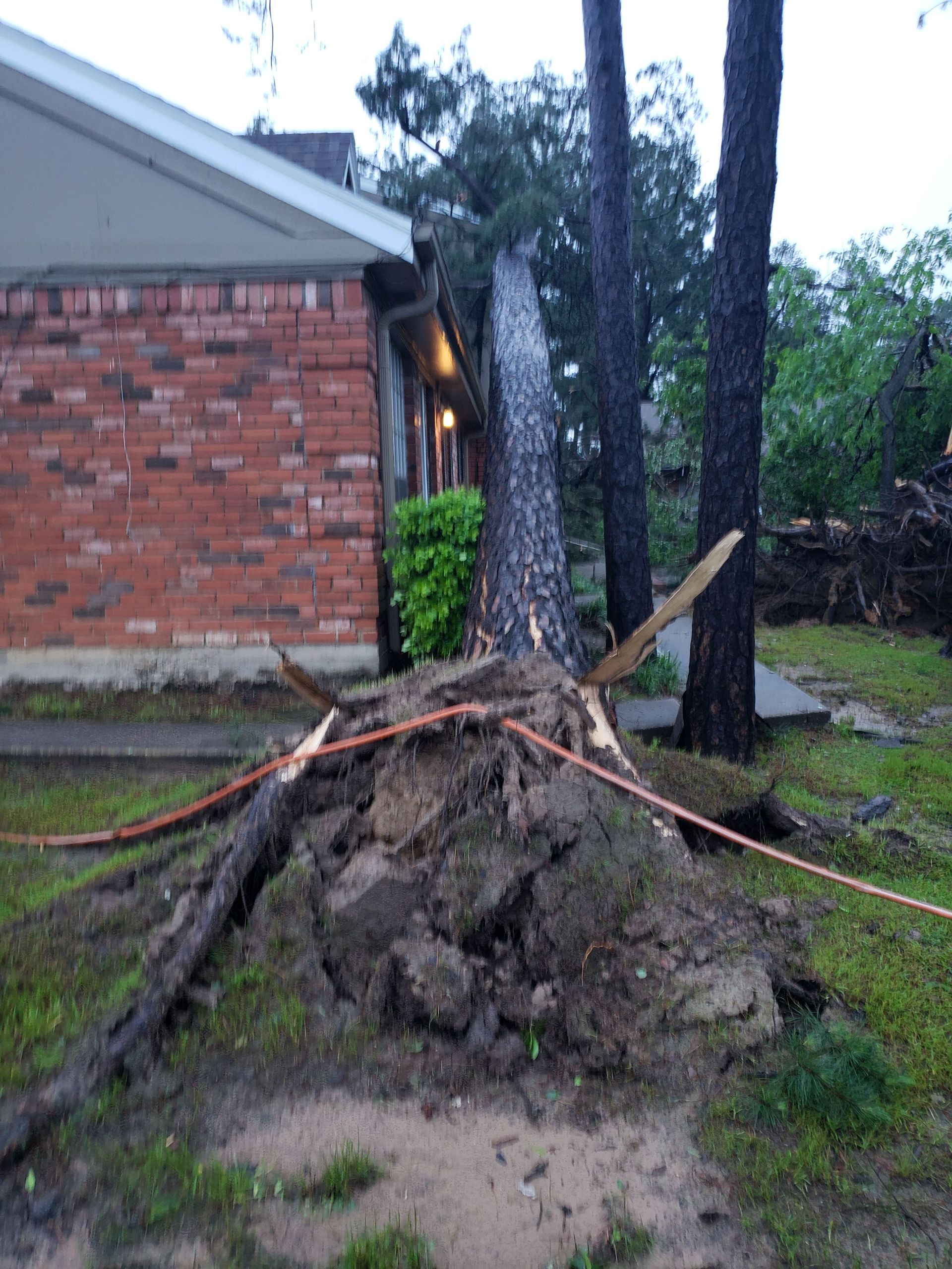A large tree has fallen and pulled its roots from the ground, leaning against the exterior wall of a brick house.