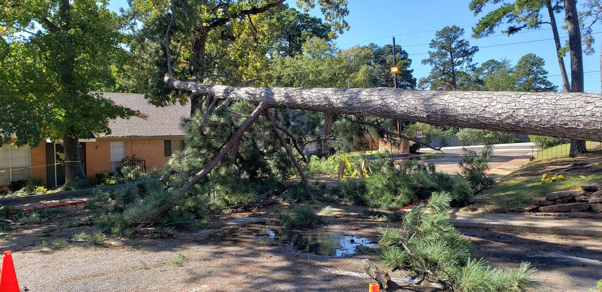 A large pine tree has fallen across the front yard of a single-story brick house, with branches resting on the structure.