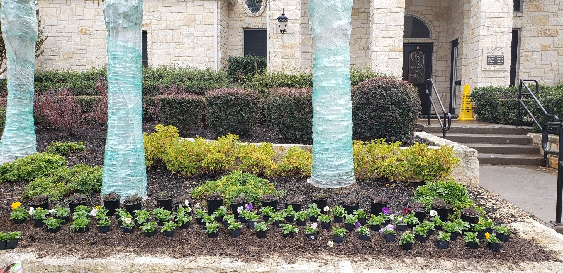 Young potted plants sit in a mulch bed fronting a stone building with three light-colored, tree-wrapped columns.