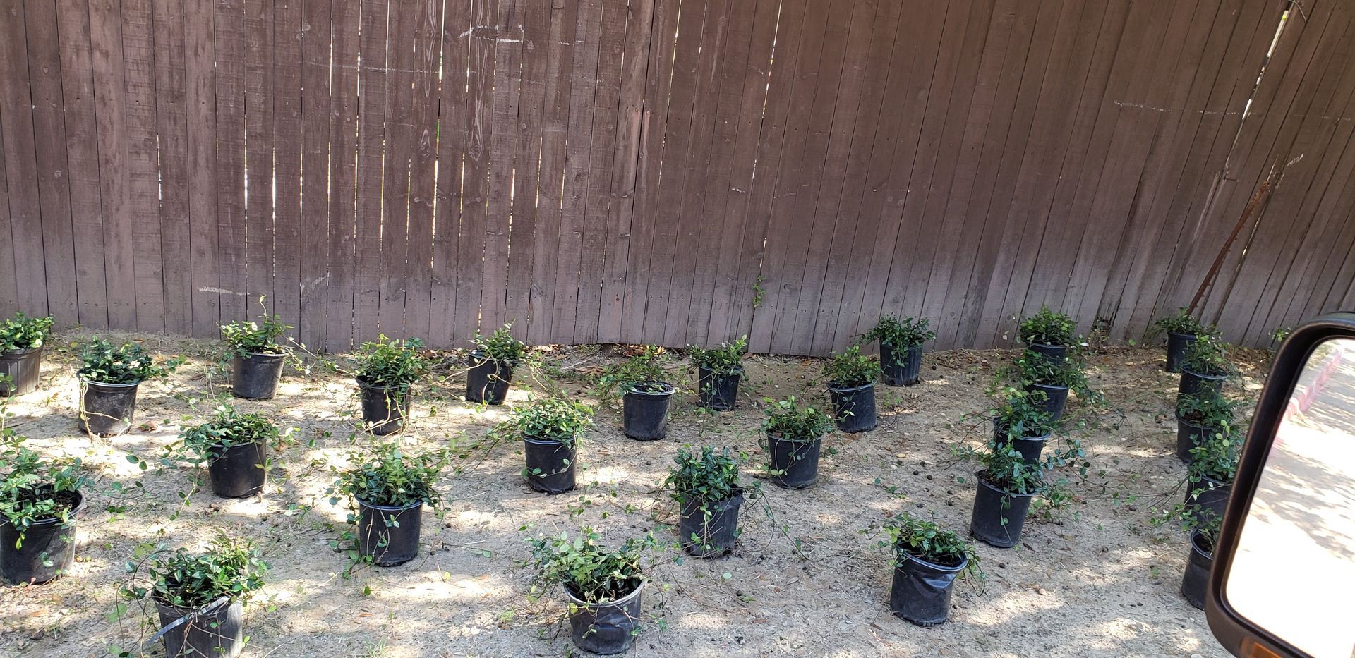 Many small potted plants arranged in rows on a sandy patch of ground in front of a wooden fence.