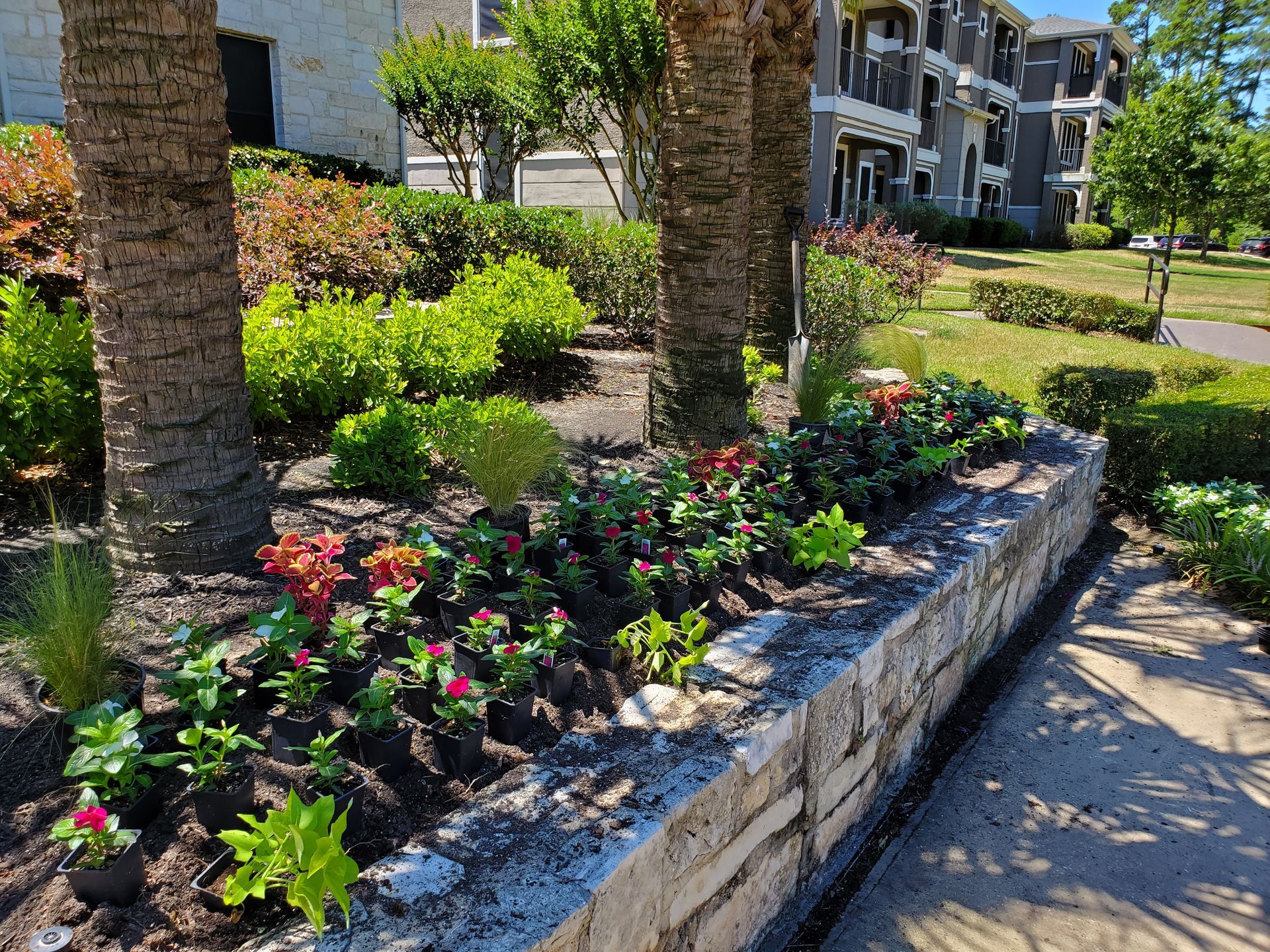 A stone retaining wall bordering a garden bed filled with fresh plantings and red flowers beneath palm trees.