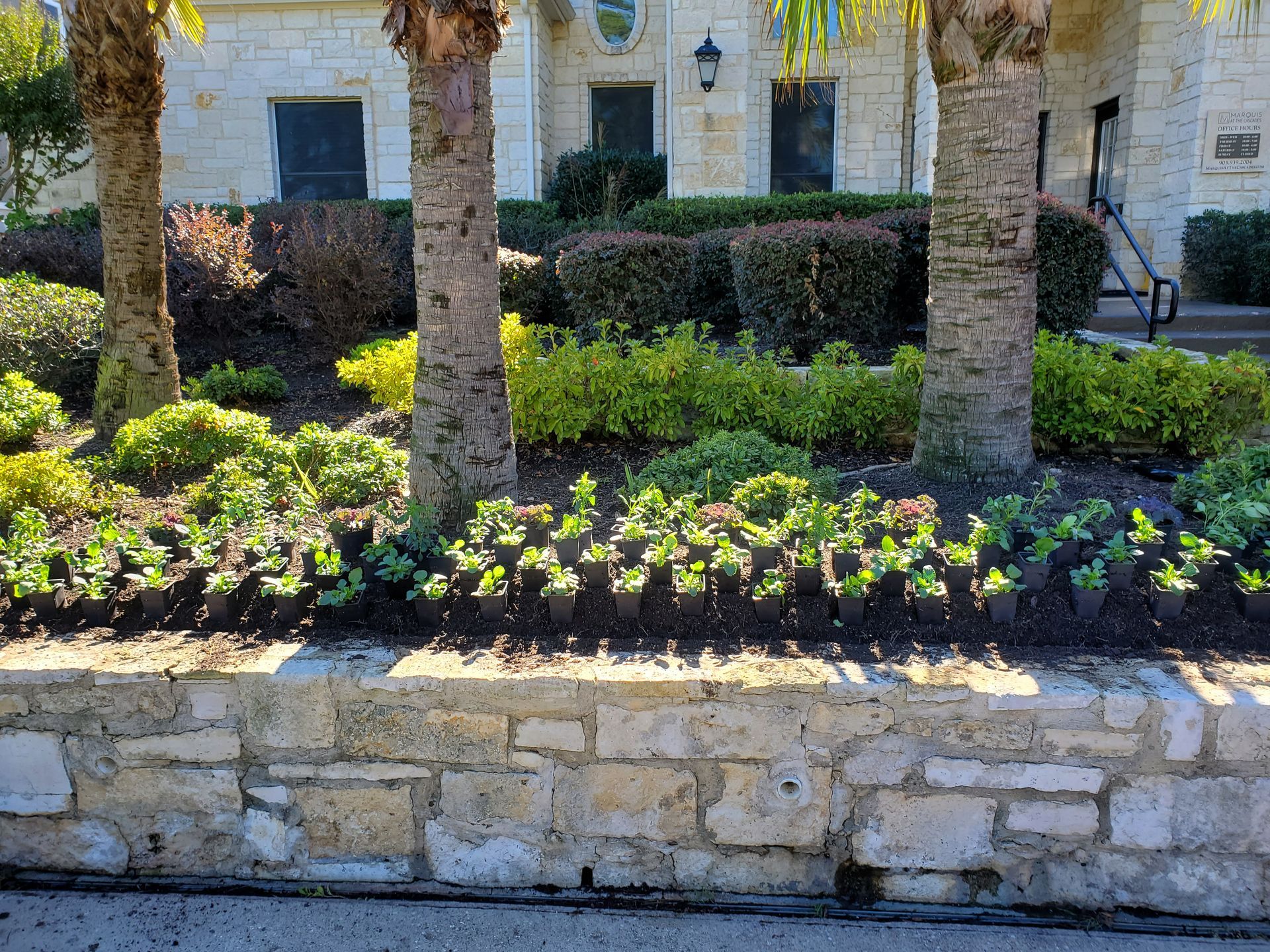 Small potted plants arranged in rows in front of a stone wall, with palm trees and bushes in the background.
