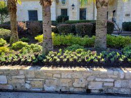 Small potted plants arranged in rows in front of a stone wall, with palm trees and bushes in the background.