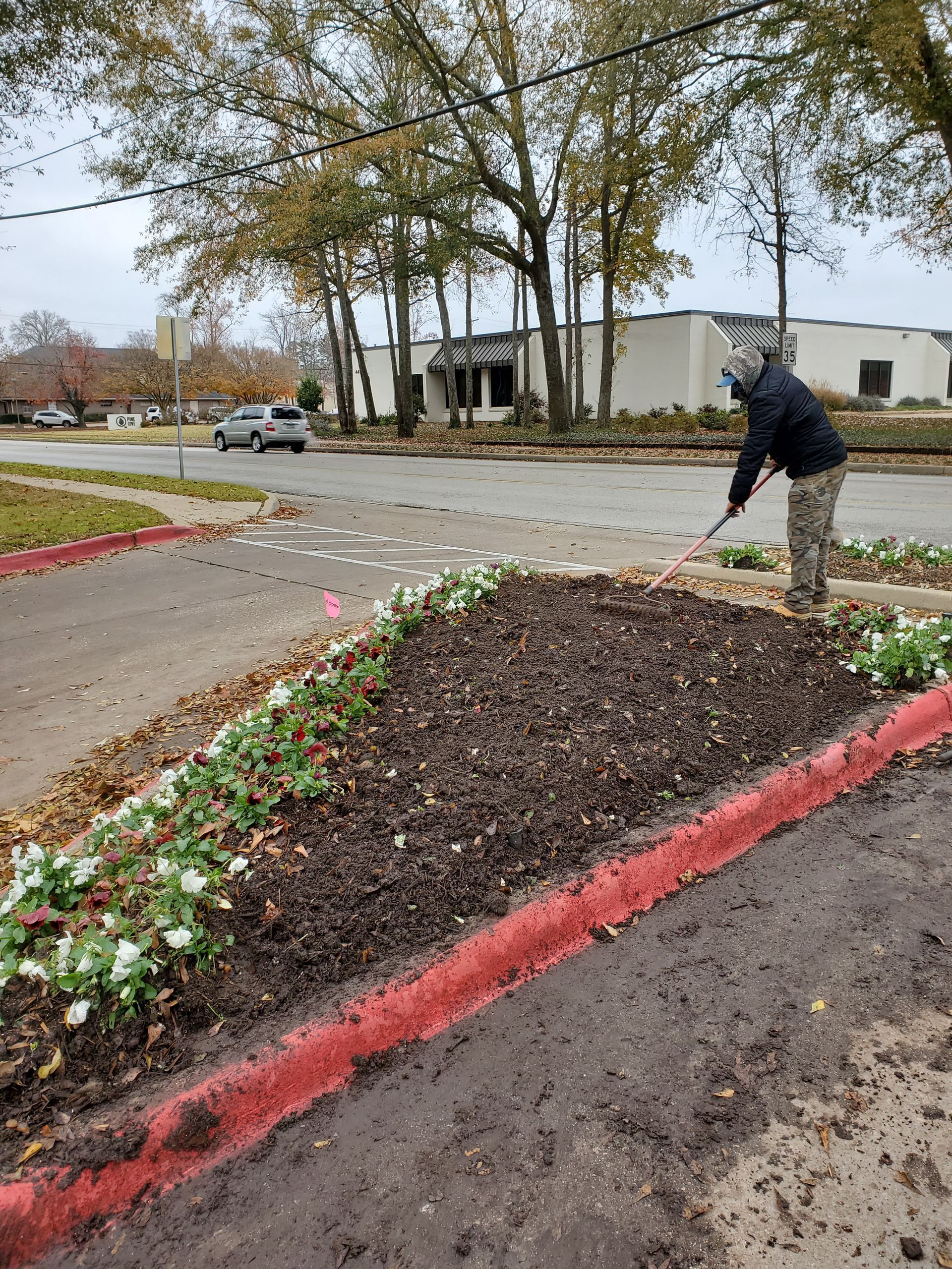 A worker rakes dark mulch into a roadside flower bed bordered by a red curb on an overcast day.