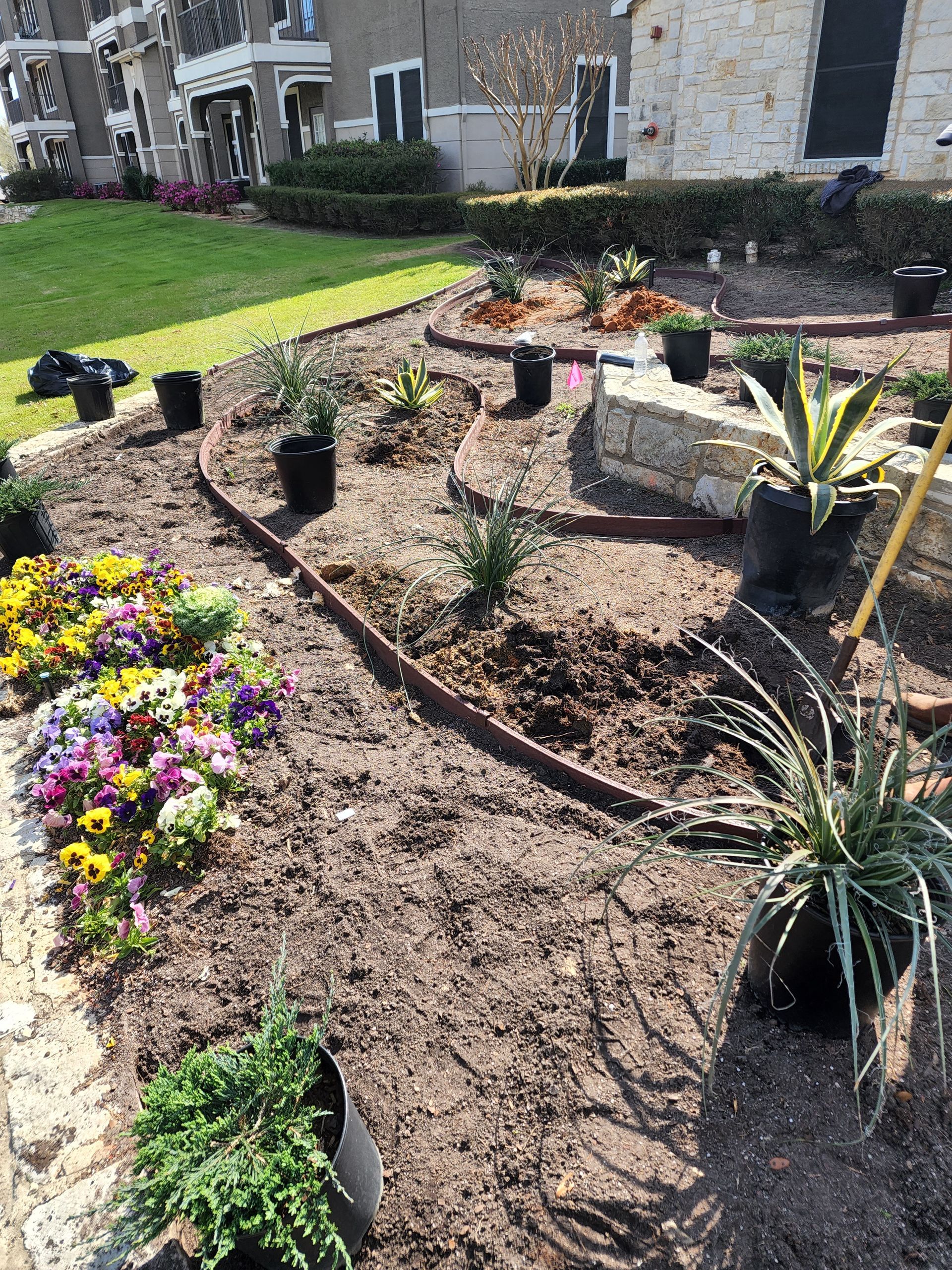 A landscaped garden bed with mulch, recently planted small greenery, agaves, and a vibrant cluster of yellow and purple pansies.