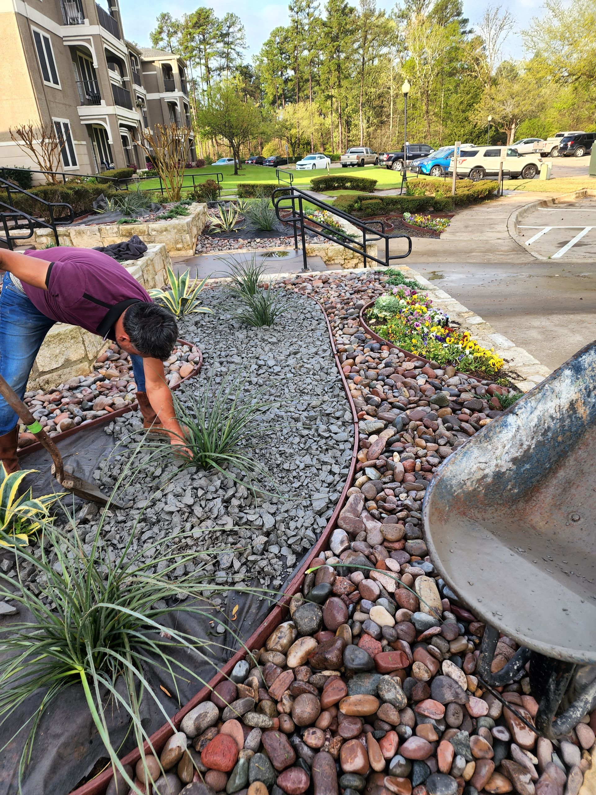 A person in a purple shirt planting shrubs in a landscaped garden bed filled with grey gravel and river rocks.
