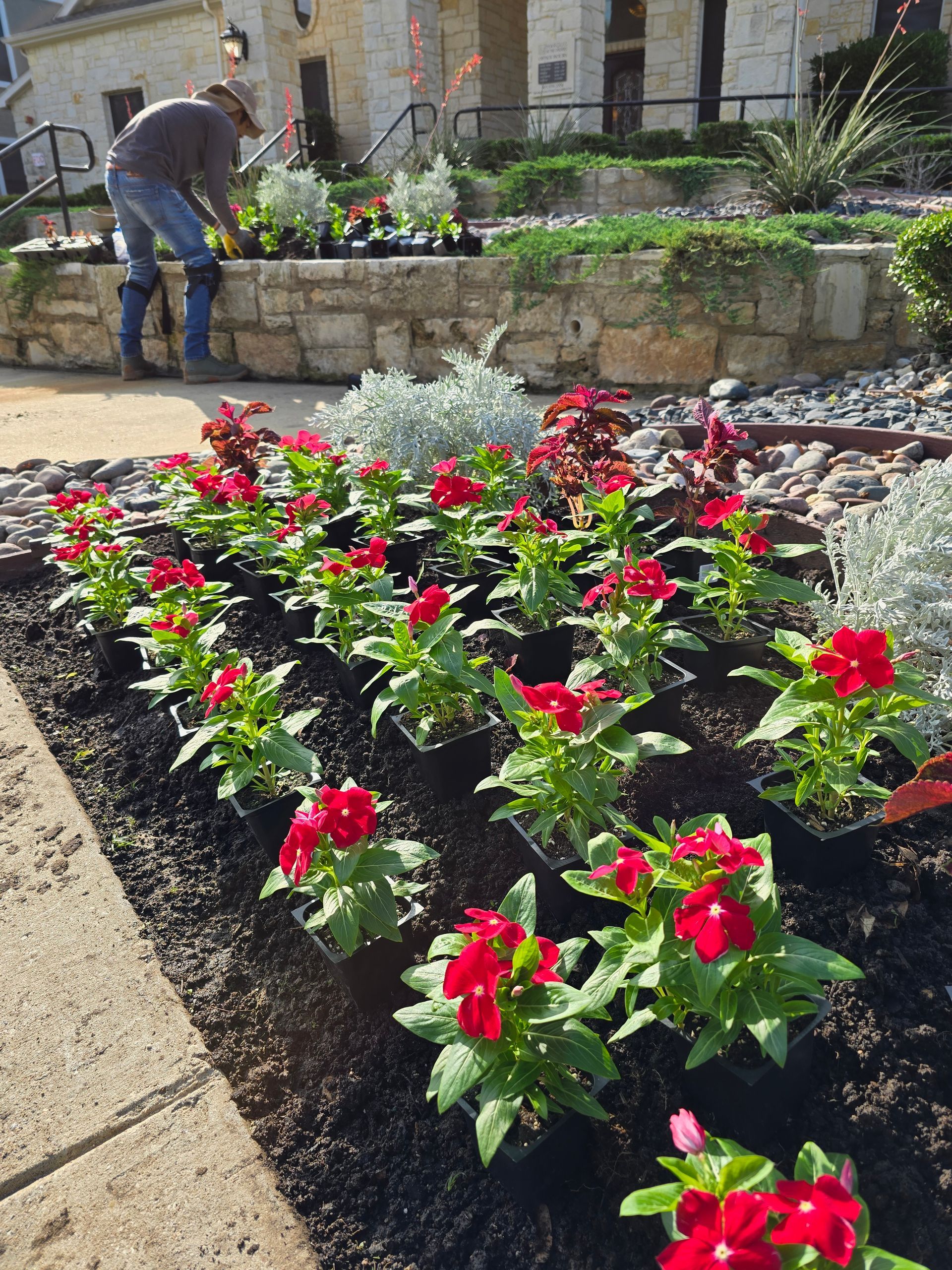 A gardener works in a mulch bed as vibrant red flowers are planted in rows in front of a stone building.