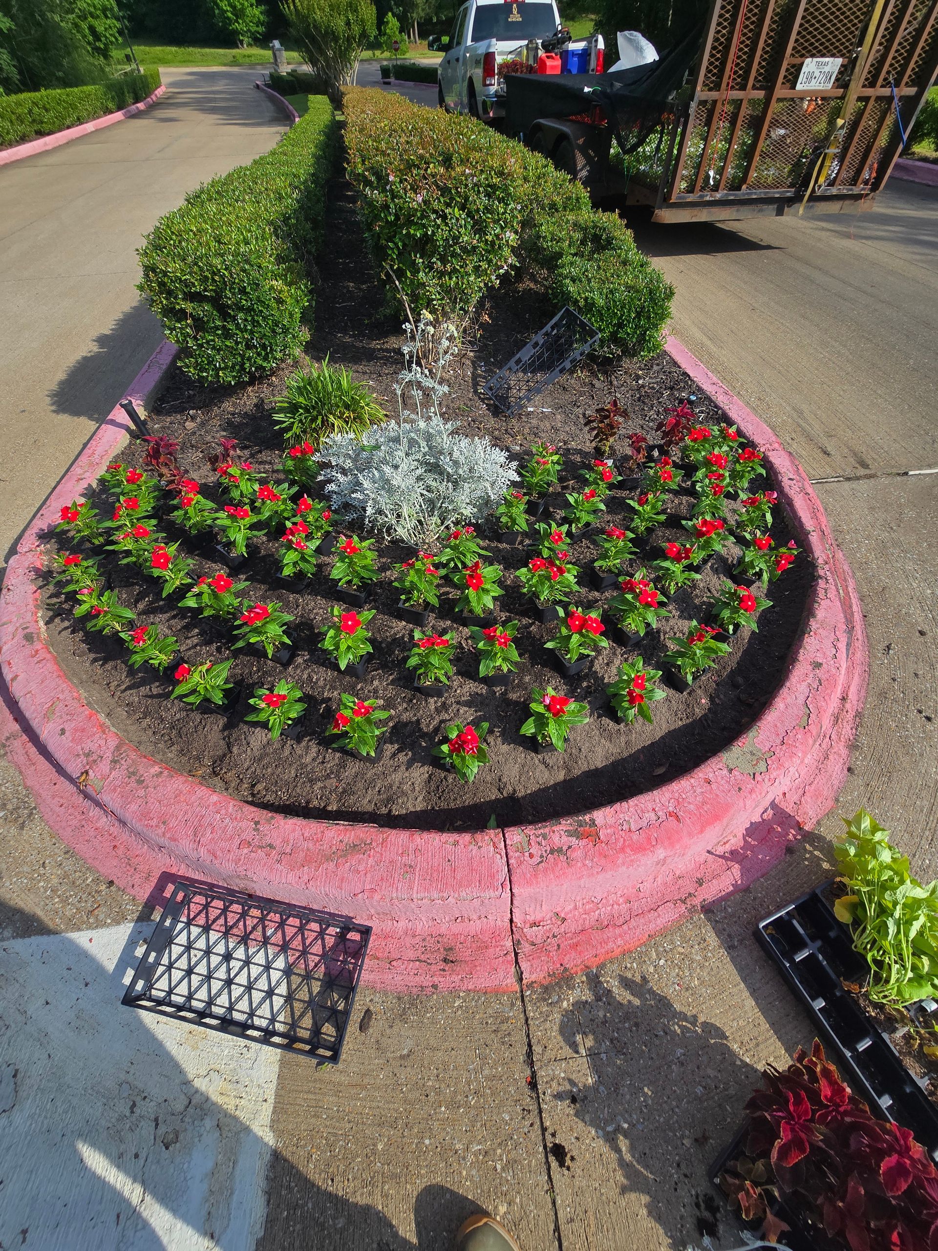 A teardrop-shaped garden bed with red flowers, silver foliage, and trimmed green shrubs, bordered by a painted pink curb.