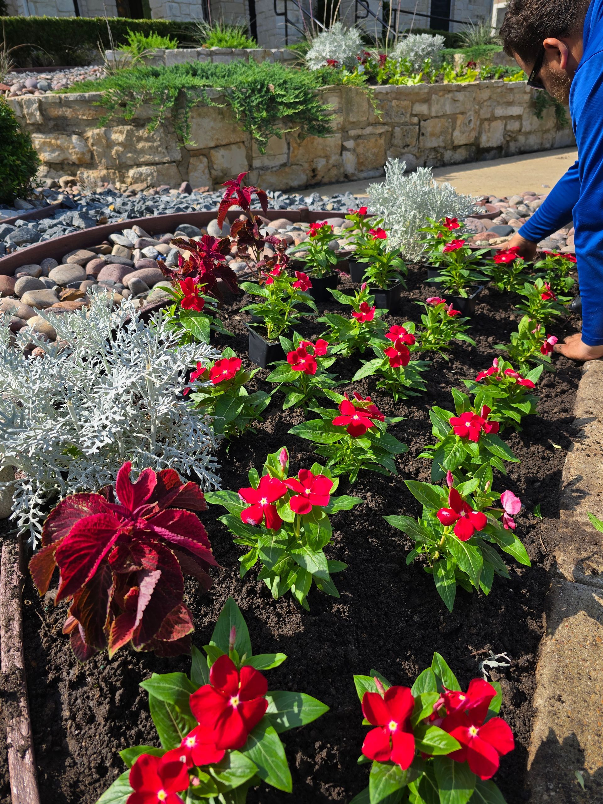 A person in a blue shirt tends to a garden bed filled with red flowers and silver foliage.