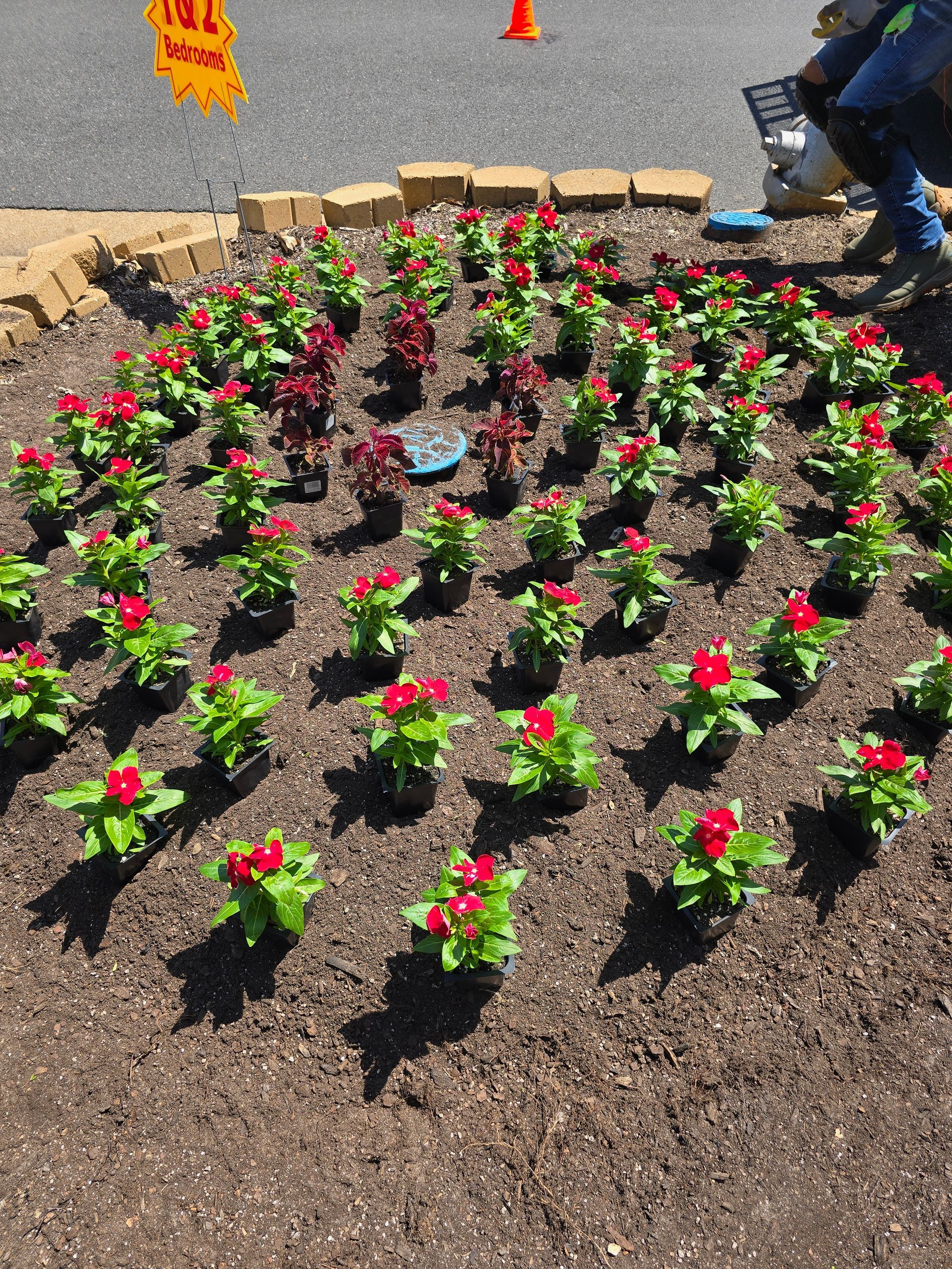 Small red and green plants are planted in a grid pattern in a mulch-covered garden bed bordered by beige landscape stones.