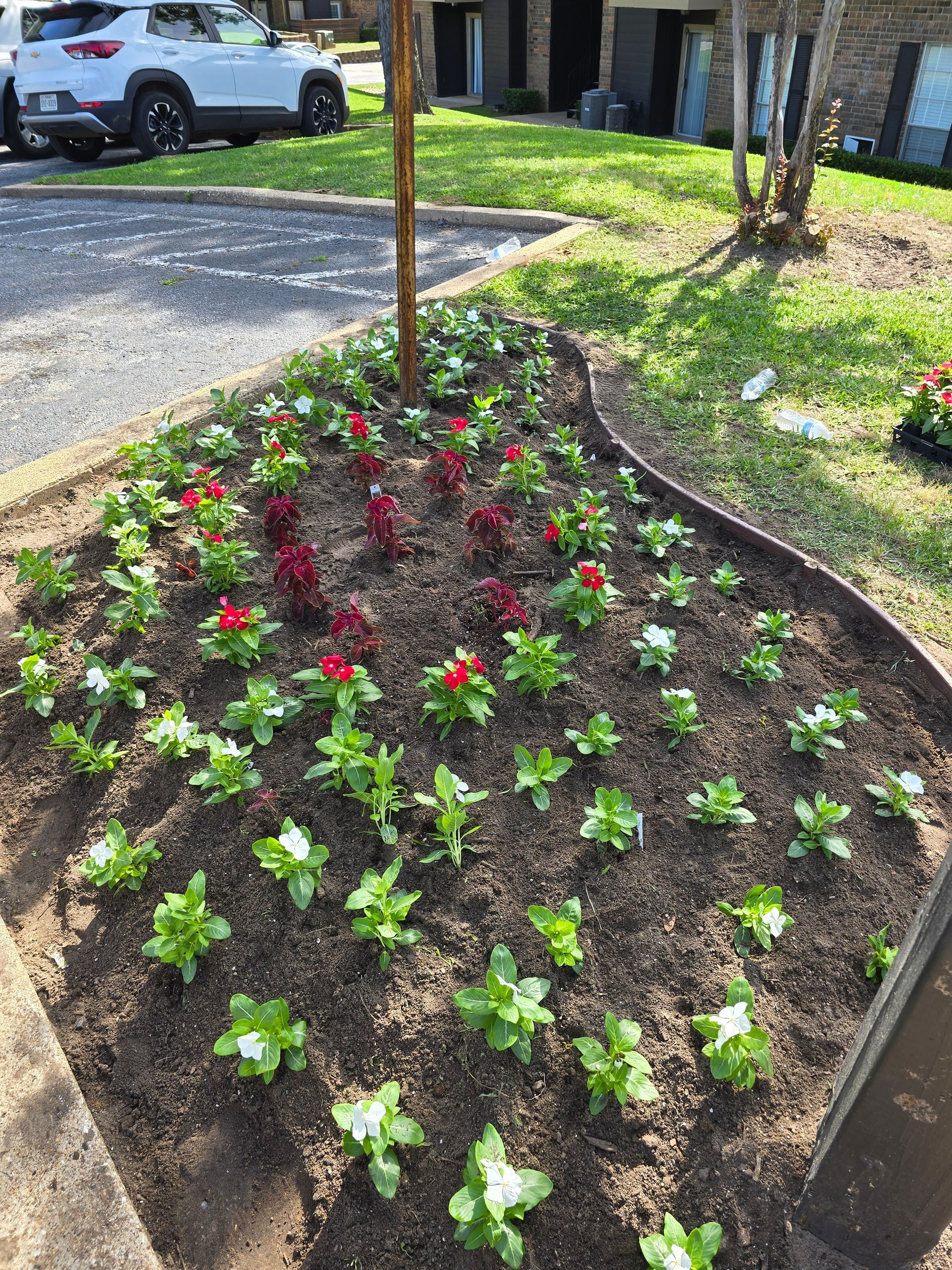 A fresh garden bed with rows of newly planted green seedlings and vibrant red flowers, bordered by a dark curved edging.