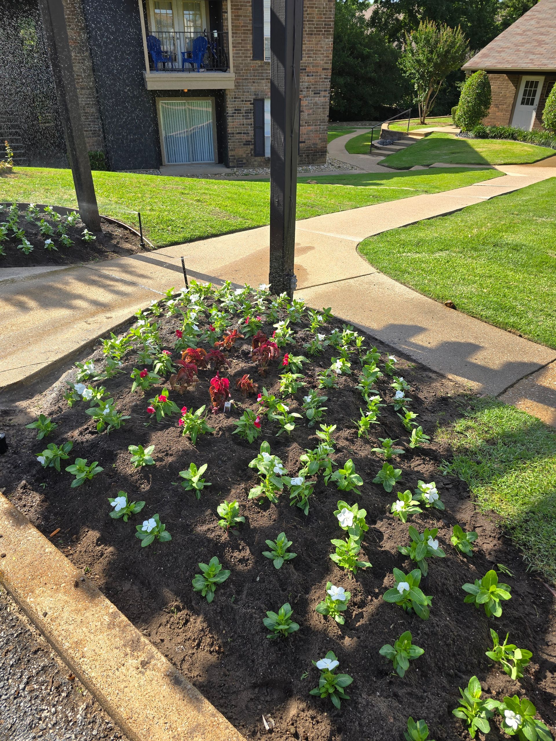 A rectangular flower bed with small white and red flowers in dark soil, situated along a sidewalk by an apartment building.
