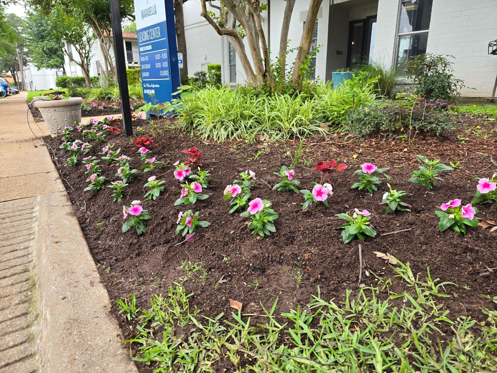 A flower bed featuring pink vinca plants and mulch beside a sidewalk and a building entrance sign.