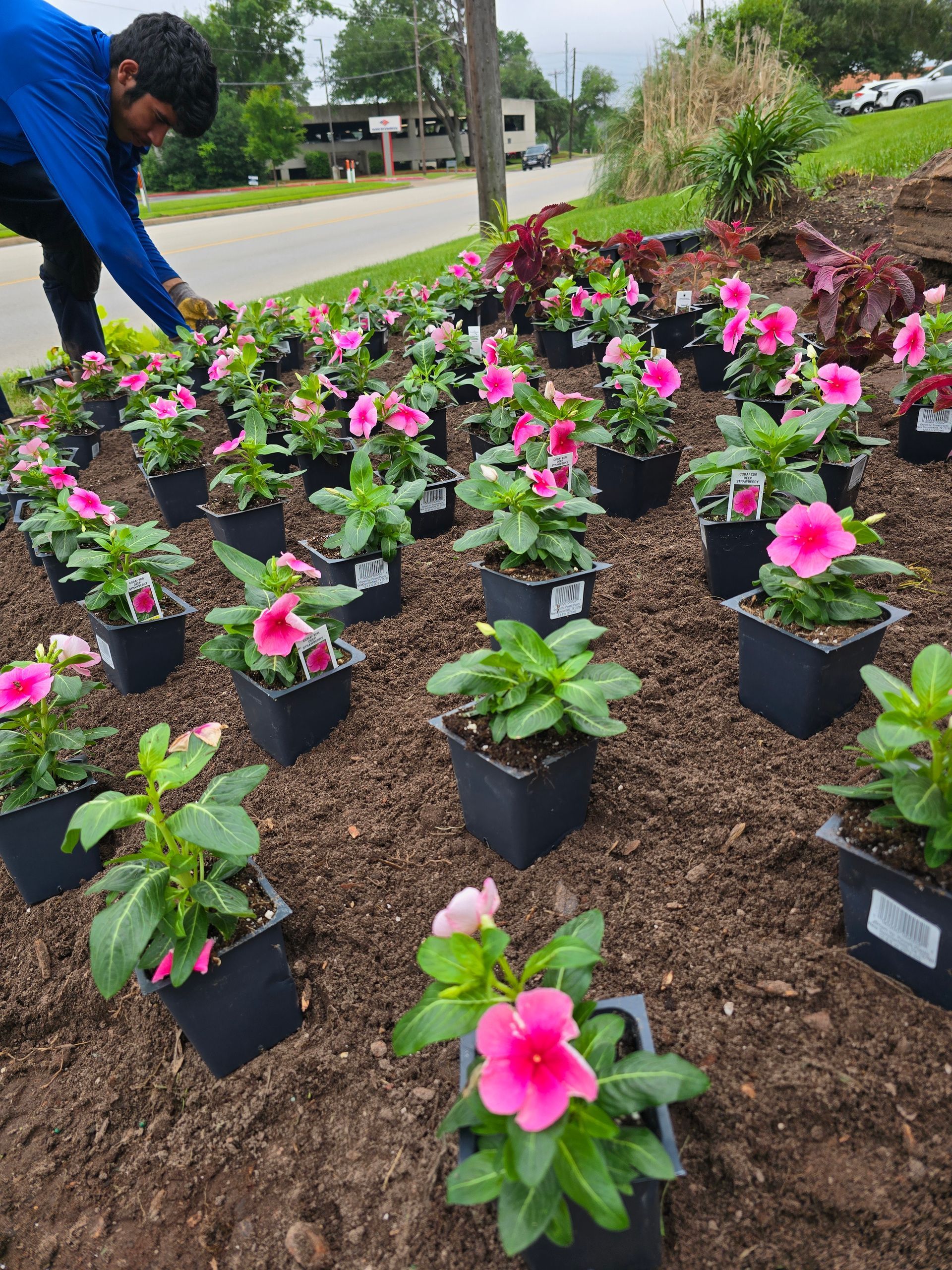 A worker plants rows of pink flowers in individual black pots across a garden bed covered in dark mulch.