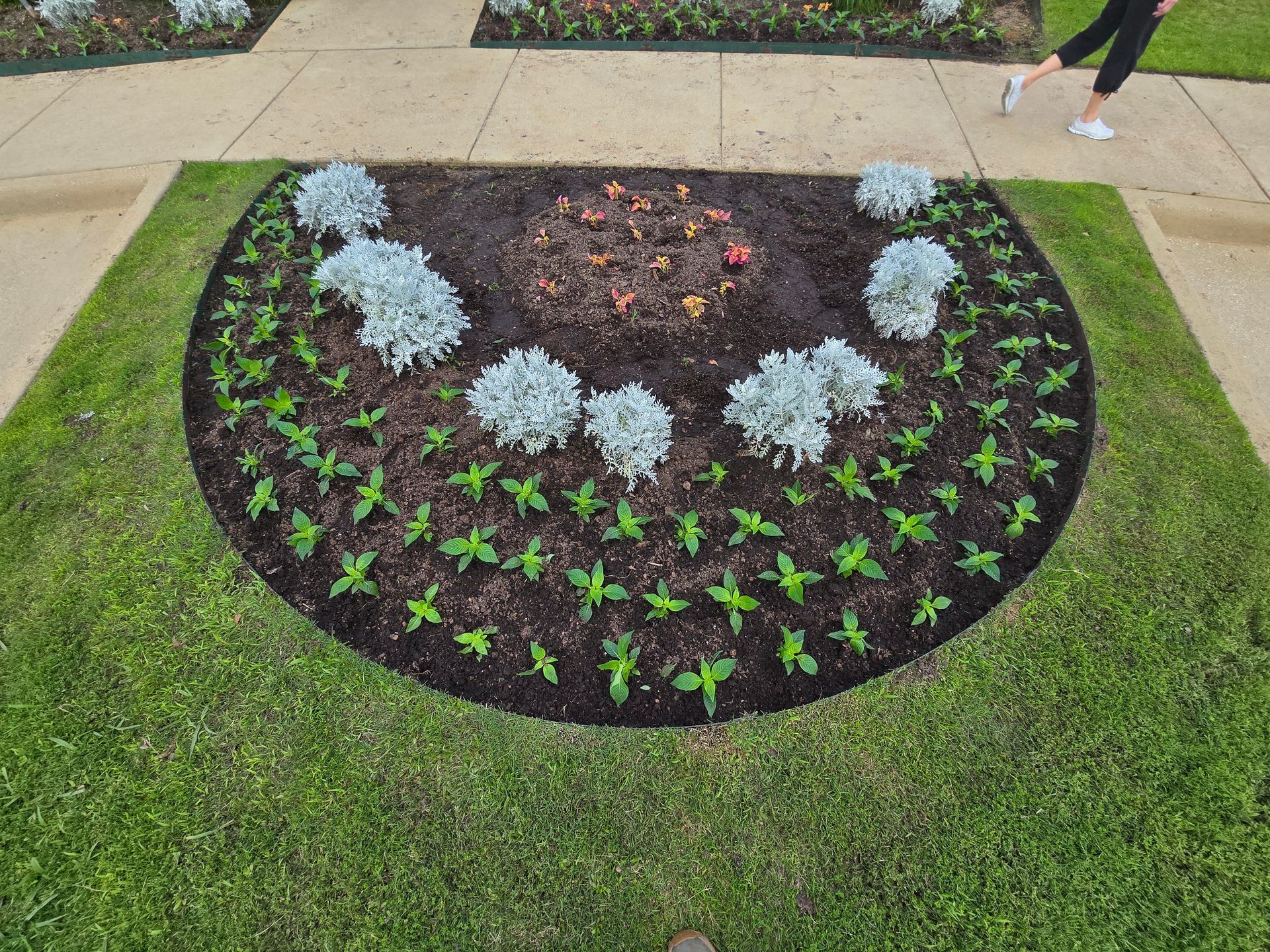 A semi-circular garden bed with dark mulch, featuring small green plants arranged in arcs and silver foliage accents.