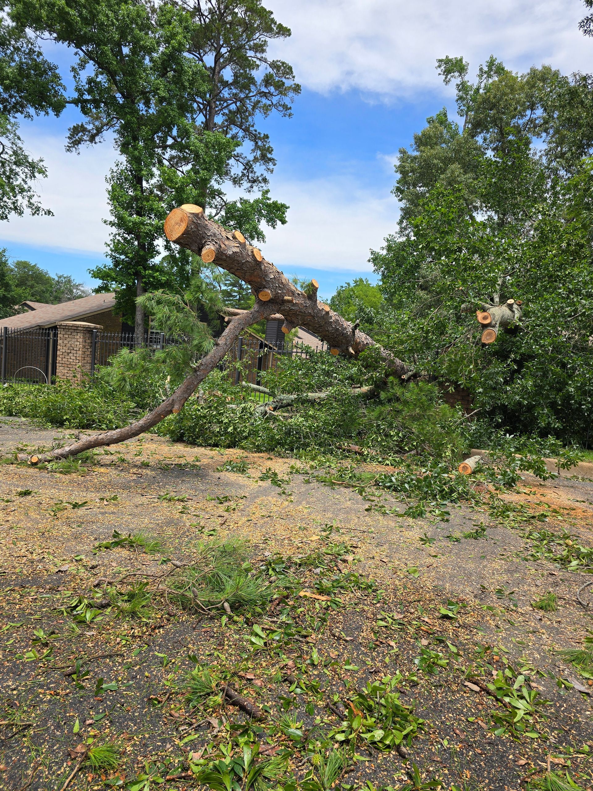 A large, fallen tree lies across a grassy yard, surrounded by debris and scattered branches under a blue, cloudy sky.