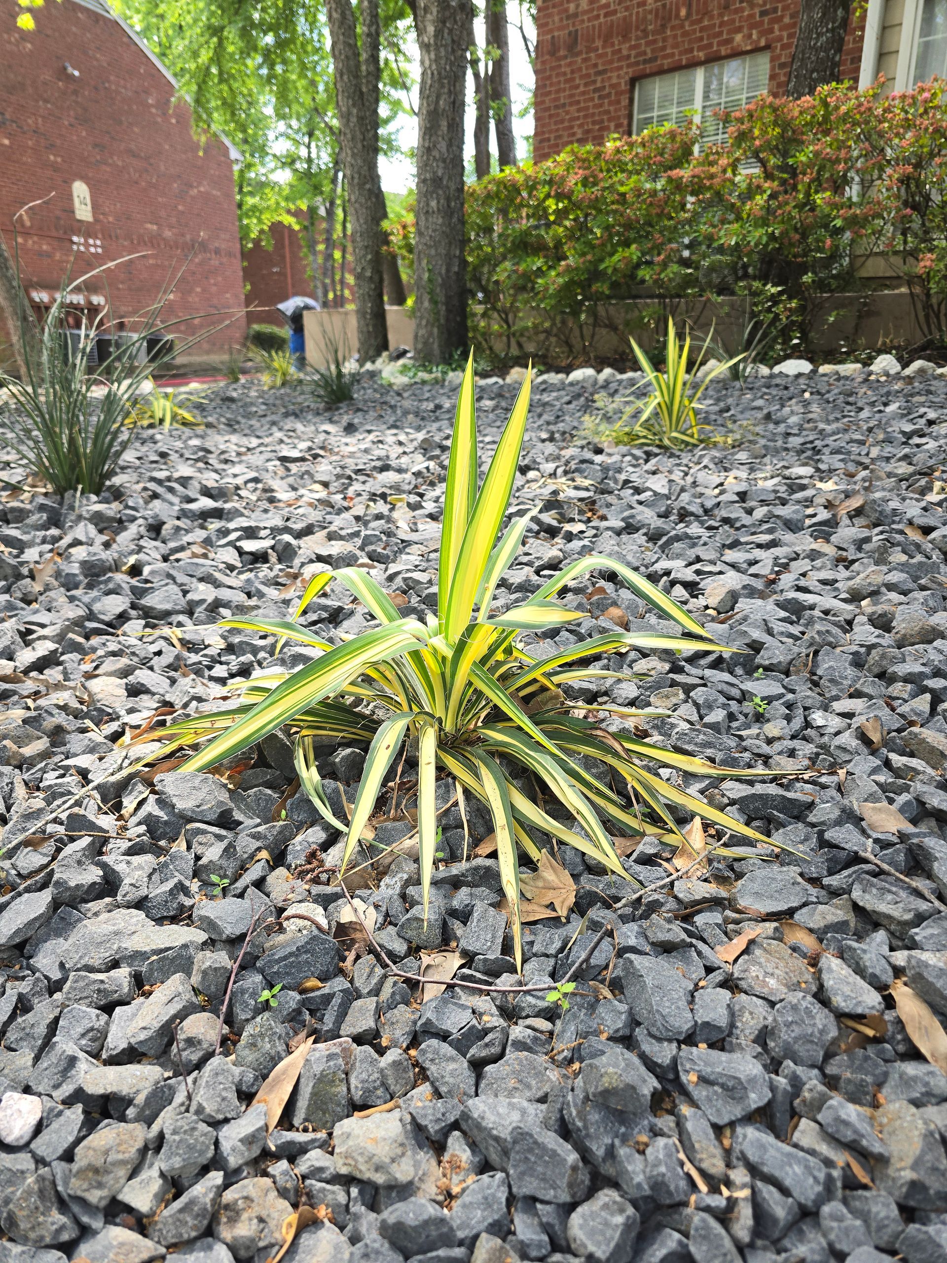 A variegated yucca plant centered in a landscape bed covered in gray crushed gravel, with brick buildings in the background.