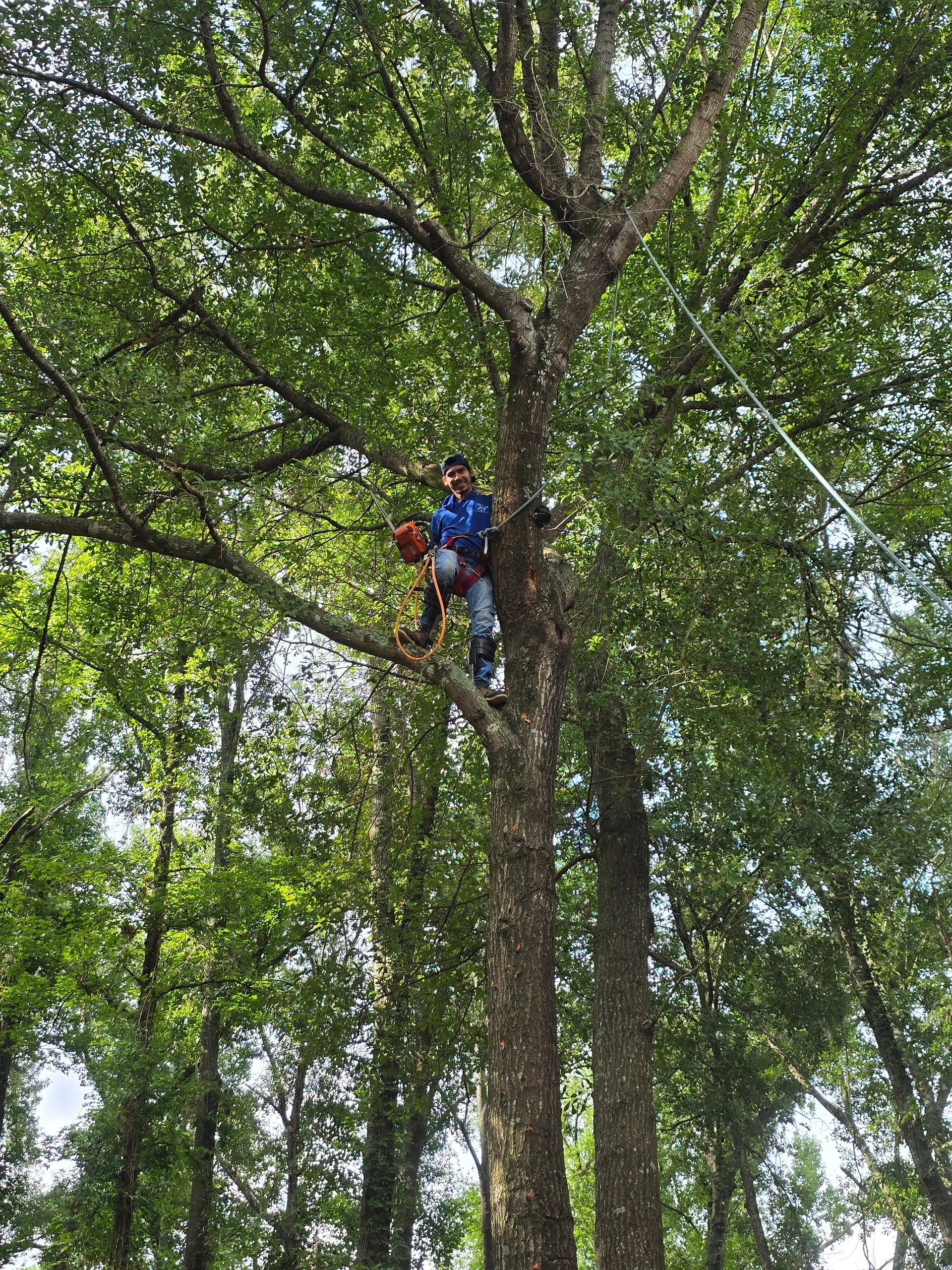 A person in safety gear and a blue jacket stands high in a leafy tree, holding a chainsaw.
