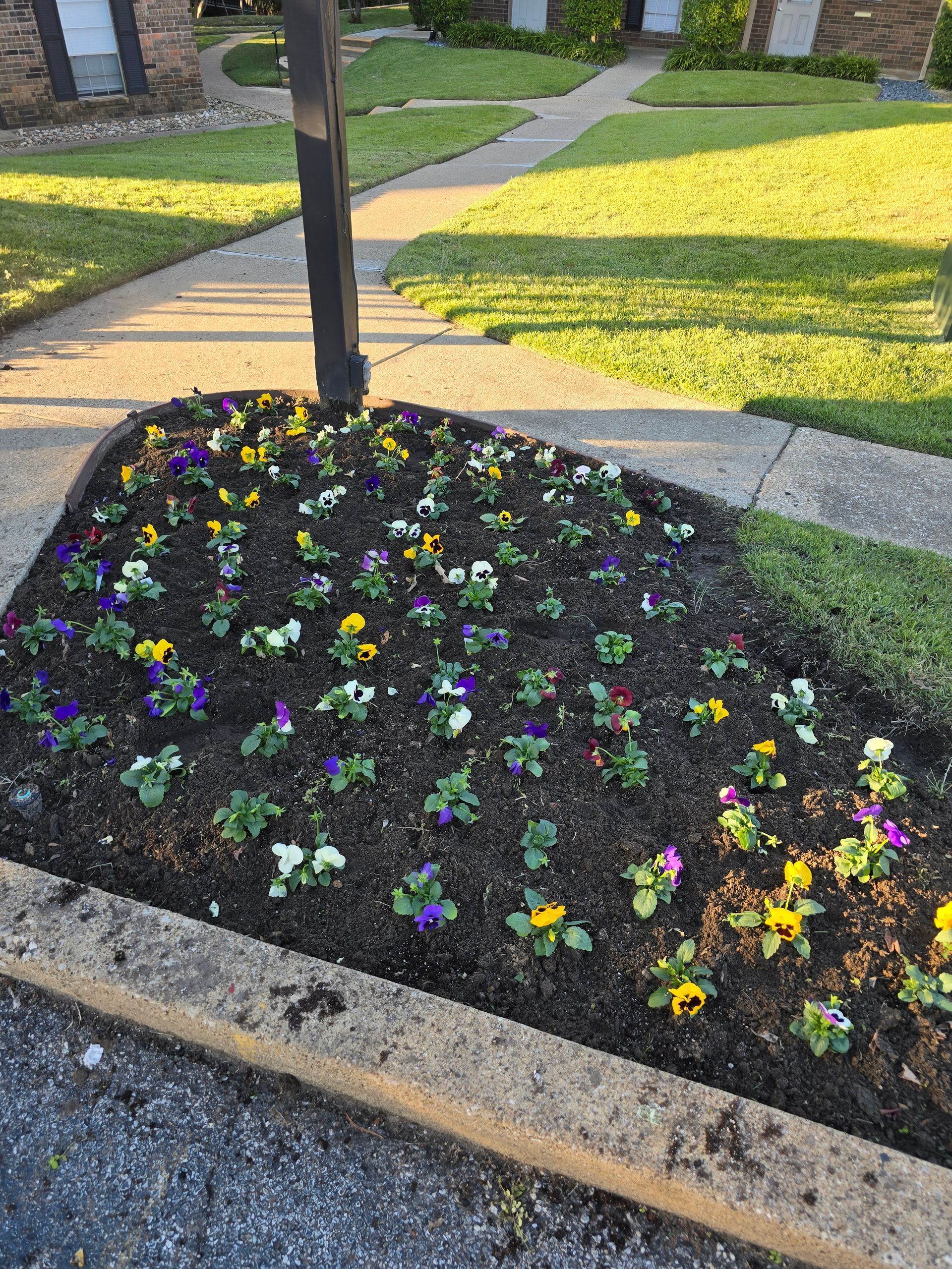 A triangular garden bed filled with colorful pansies in dark mulch, situated next to a sidewalk and a lamp post.