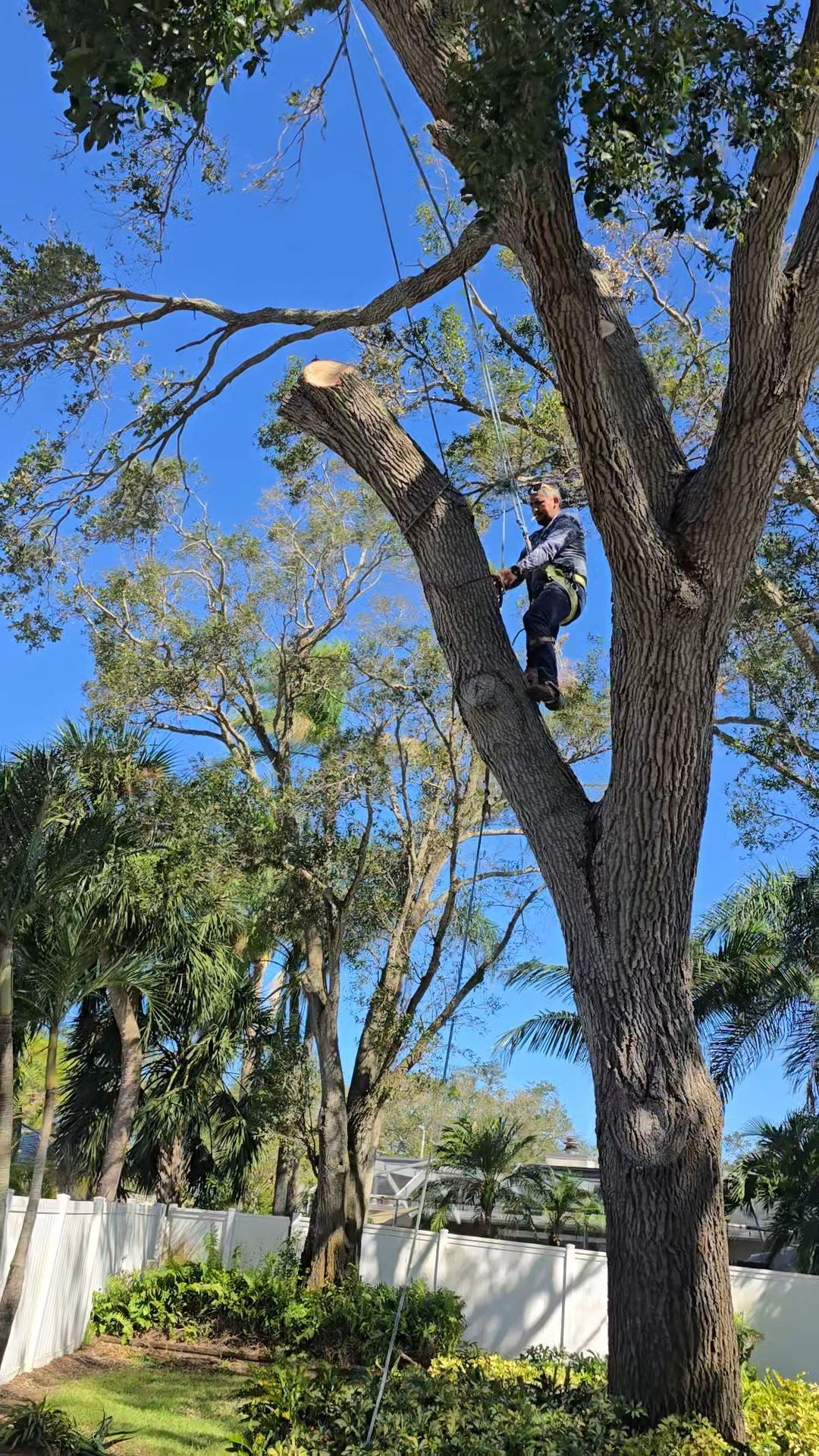 A person wearing safety gear climbs a large tree to perform trimming work against a bright blue sky.