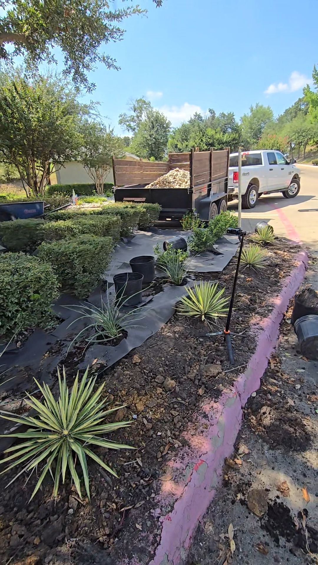 A white pickup truck with a large, dirt-filled trailer parked beside a landscaped curb with various plants and mulch.