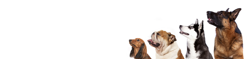 Veterinary Clinic of Delhi Office Veterinary Clinic of Delhi Office