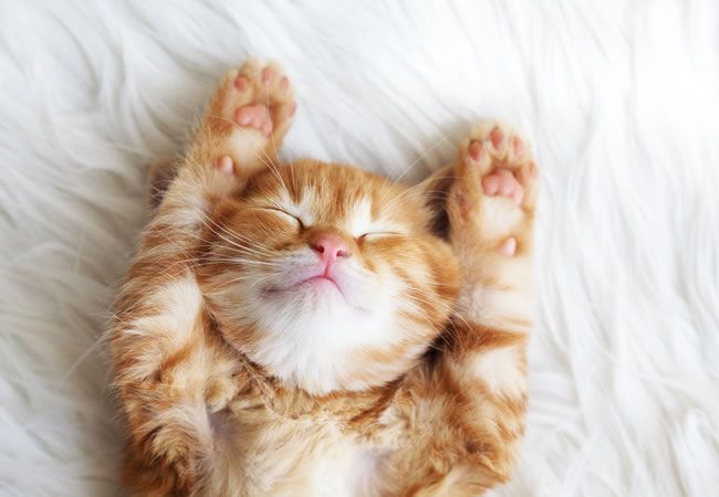 Kitten