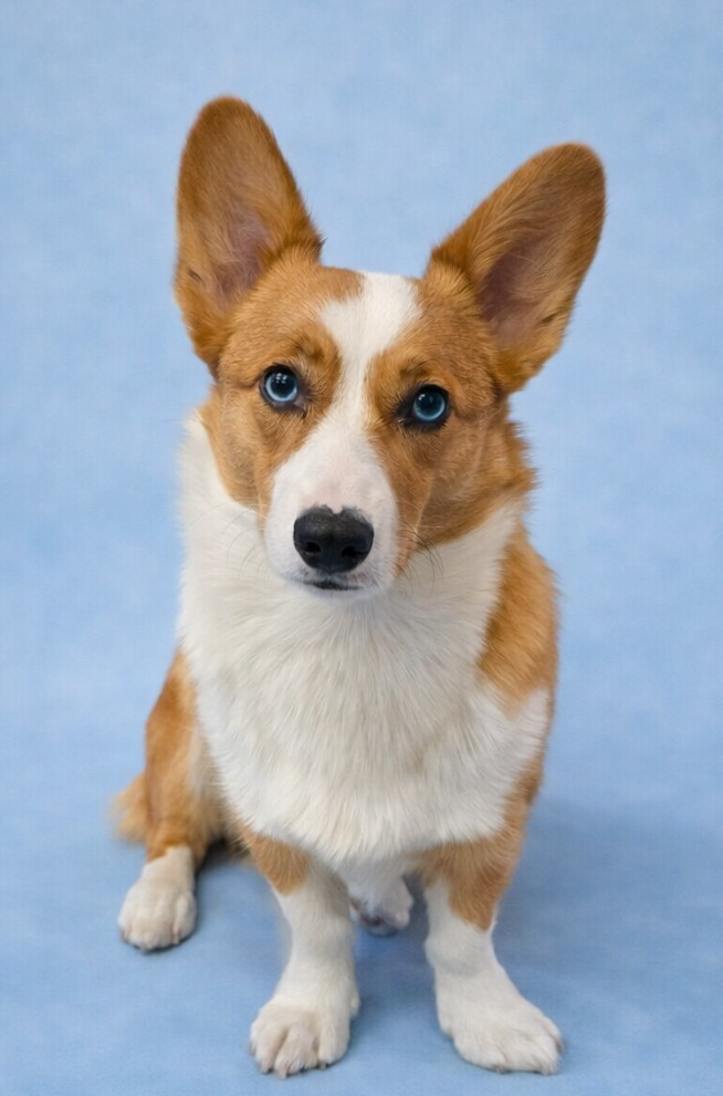 Elsa Mae Angel
