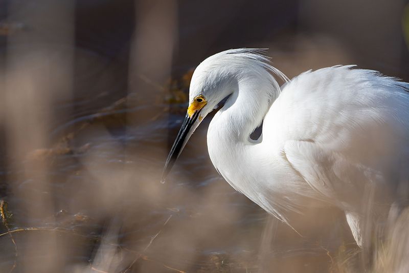 Snowy Egret