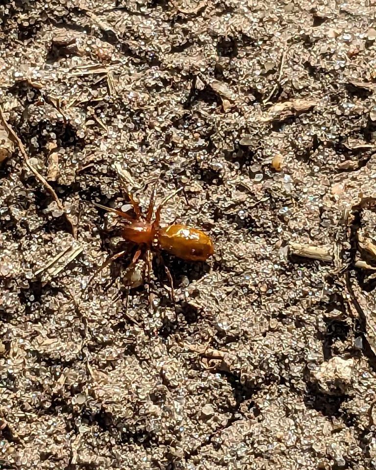 Brown spider on tan soil.