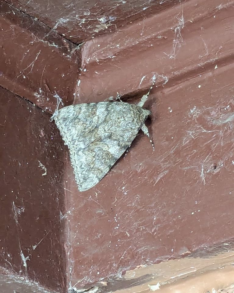 Gray moth on a reddish-brown, cobweb-covered surface.