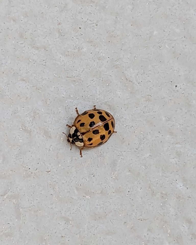 Ladybug with orange shell and black spots on a white surface.