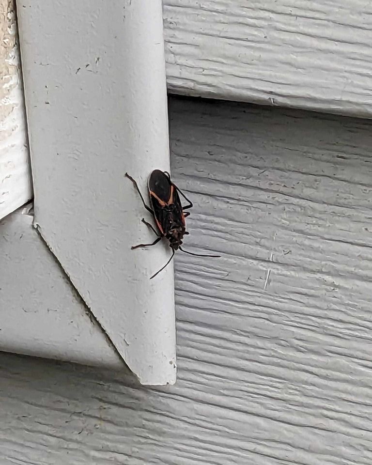 Boxelder bug with red markings on a white corner of a house siding.